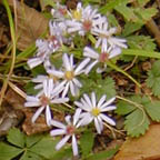 wavy-leaved aster