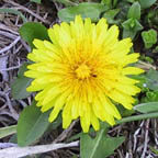 common dandelion