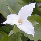 large-flowered trillium