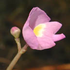 purple bladderwort