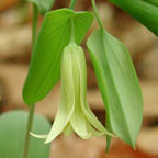 perfoliate bellwort