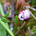 small cranberry