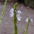 narrow-leaved vervain