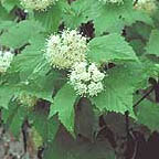 maple-leaf viburnum