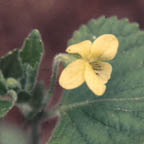downy yellow violet