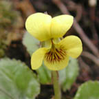 round-leaved yellow violet