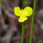 bog yellow-eyed grass