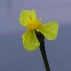 Small's yellow-eyed grass